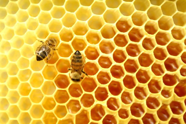 Honeycomb (1).jpg